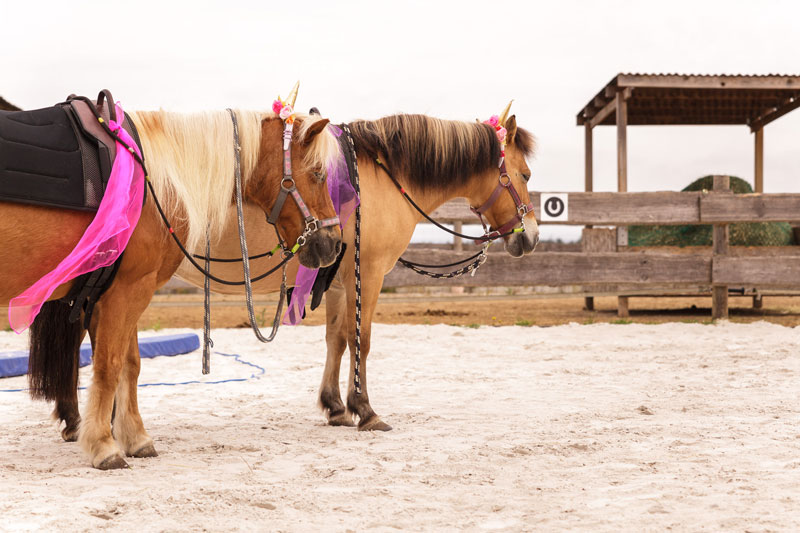 Ponyschule_Tanja_Wein-Einhorn-Schnupperkurs-Kinderreiten-Bayern Ponyschule_Tanja_Wein-Einhorn-Schnupperkurs-Kinderreiten-Bayern