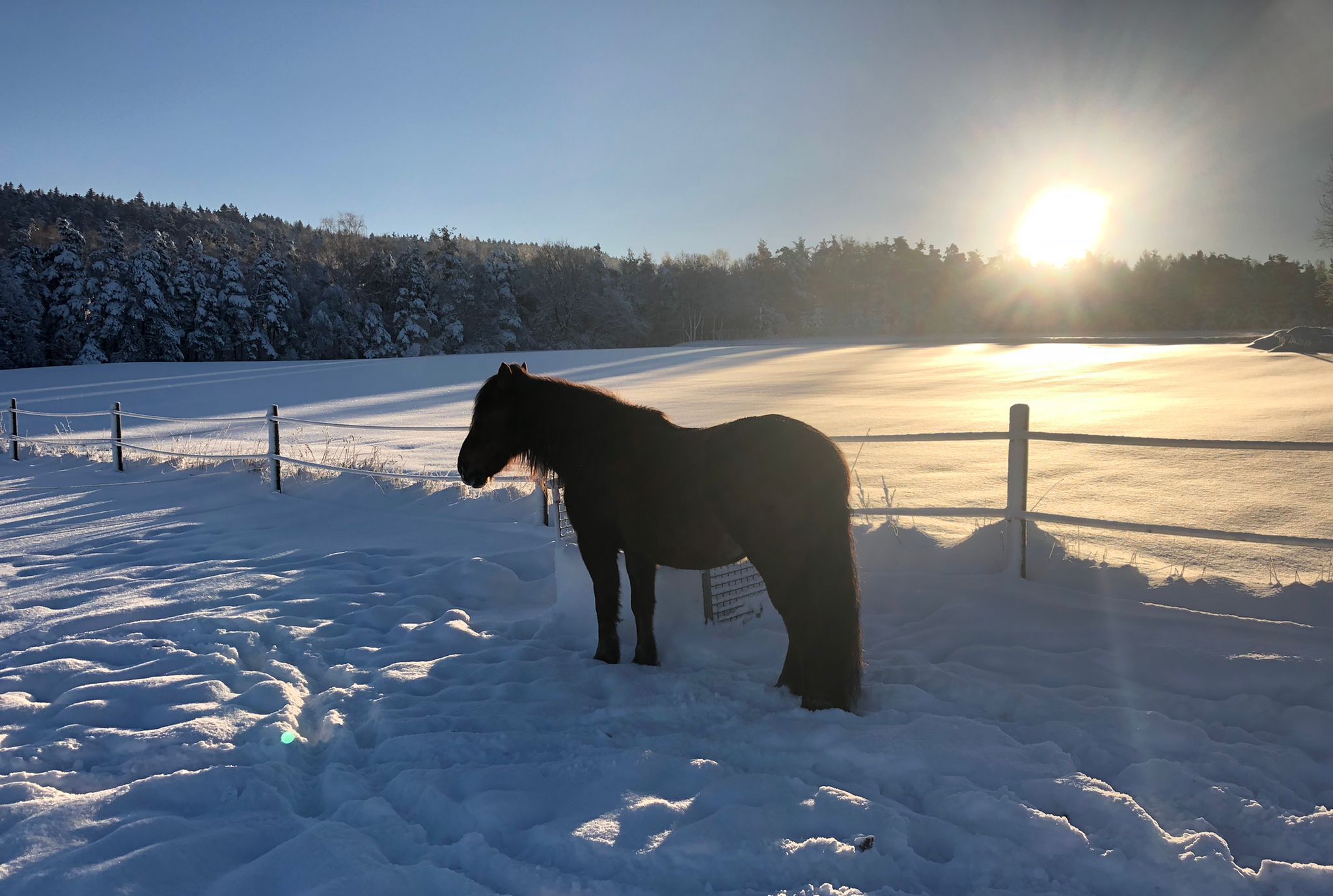 WhatsApp Image 2022-11-28 at 19.16.511 Ponyschule_Tanja_Wein-Einhorn-Schnupperkurs-Kinderreiten-Bayern