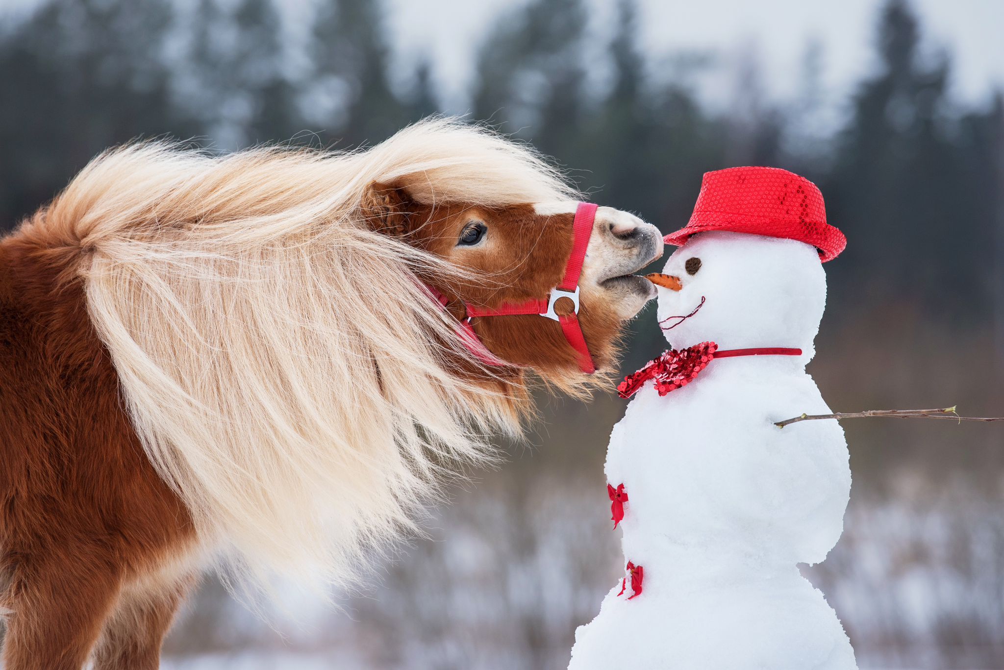 Ponyschule-Tanja-Wein-Ferienprogramm-Weihnachten-1 Ponyschule_Tanja_Wein-Einhorn-Schnupperkurs-Kinderreiten-Bayern